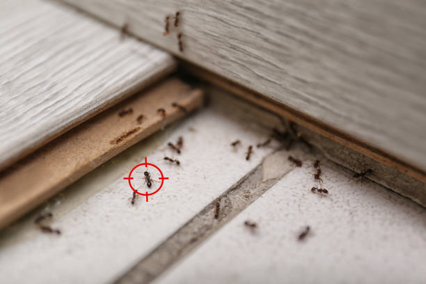 Insect Control in Deephaven, MN