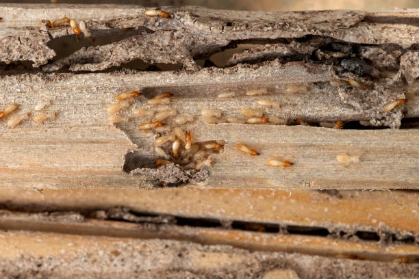 Best Best Pest Control Companies  in Deephaven, MN